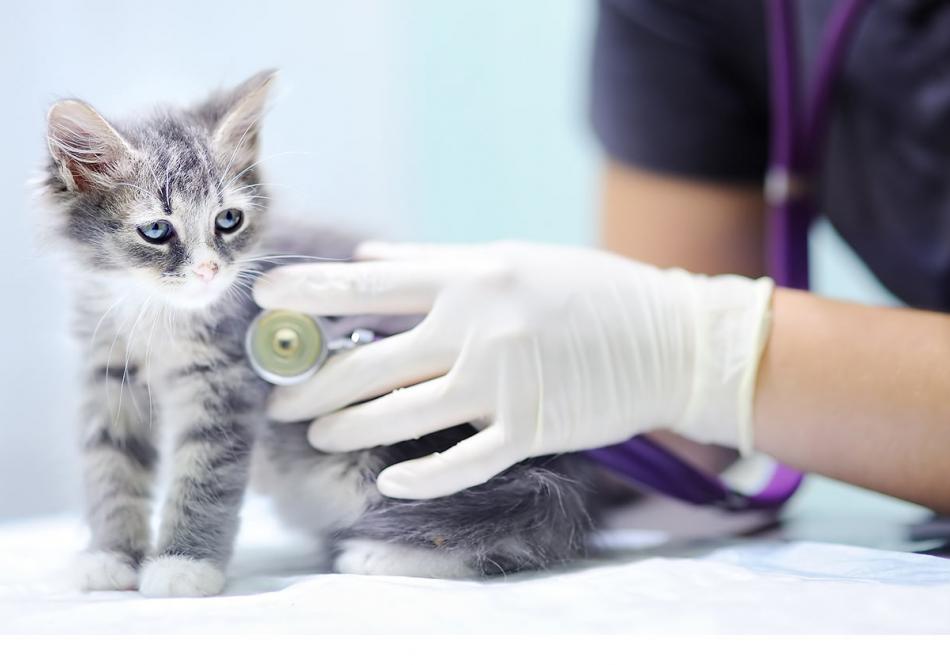 kissa tutkittavana klinikalla