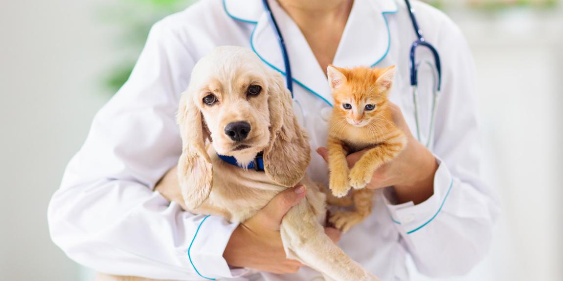 Kissa ja koira eläinlääkärin sylissä