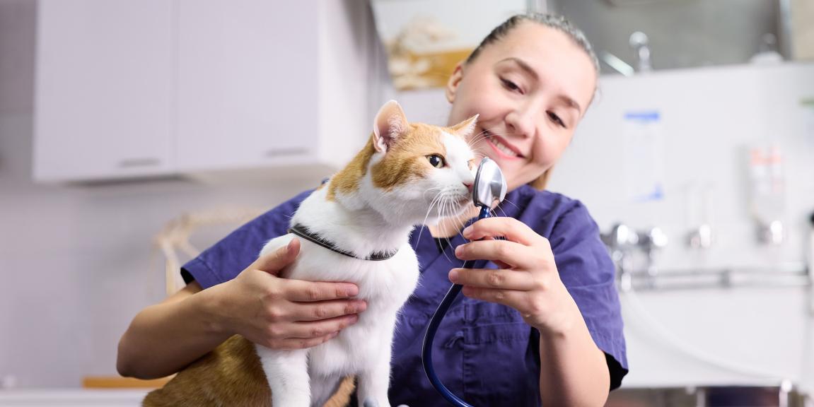 Kissa klinikalla