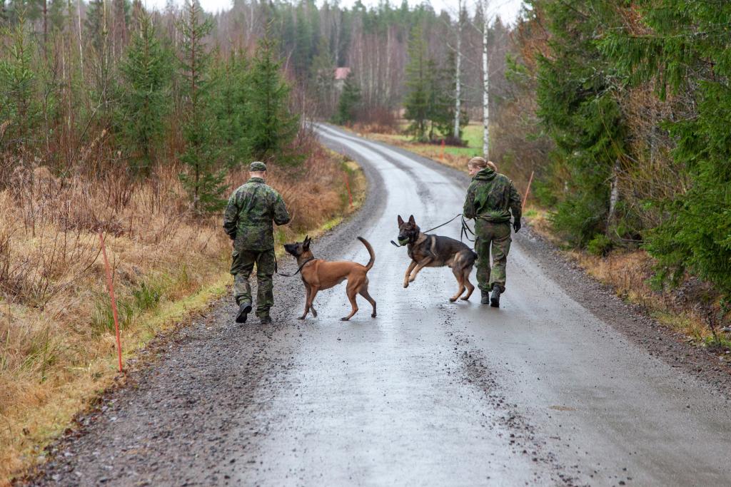 Sotakoirat kävelylenkillä 