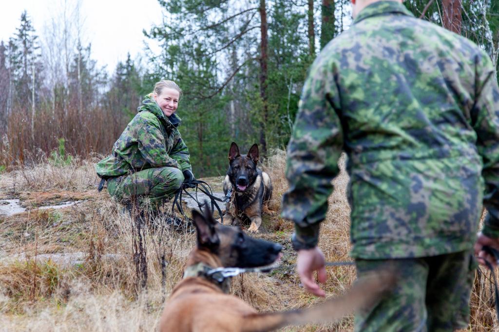 Sotakoirat metsässä